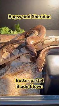 These ball python morphs just locked together #ballpython #python #reptiles