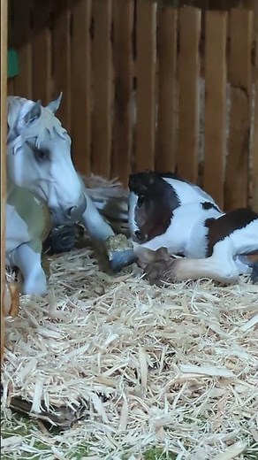 Galante's filly is born 🐴❤️#figurine