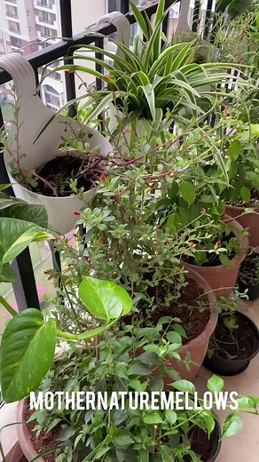 10K views · 126 reactions | BENEFITS OF DEADHEADING~ ✂️...