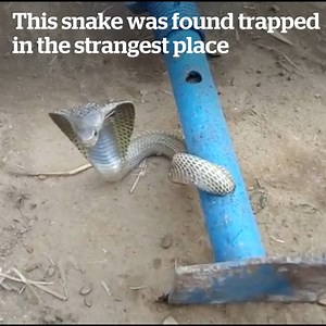 This incredible rescue team saved a 4-foot long cobra that managed to get trapped inside of a narrow pipe 😱🐍 | VT