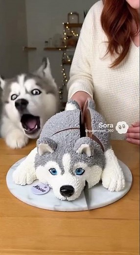 Husky Puppy Has The CUTEST Reaction To Birthday Cake!