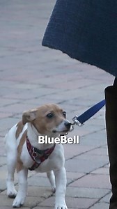 1.2M views · 10K reactions | As King Charles III and his wife Camilla begin their reign they bring with them their beloved pooches  | London Evening Standard | Facebook