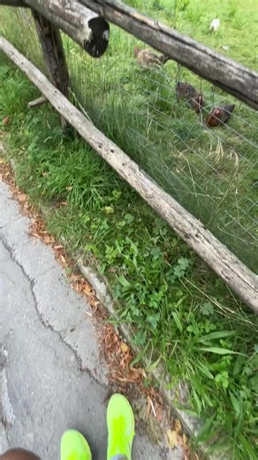 Huhn oder Hahn? Die Frage nach dem Geschlecht