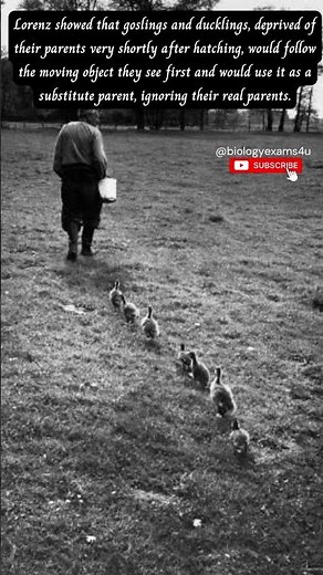 Konard Lorenz | Animal Bahaviour- Imprinting | Ethology #ethology @biologyexams4u