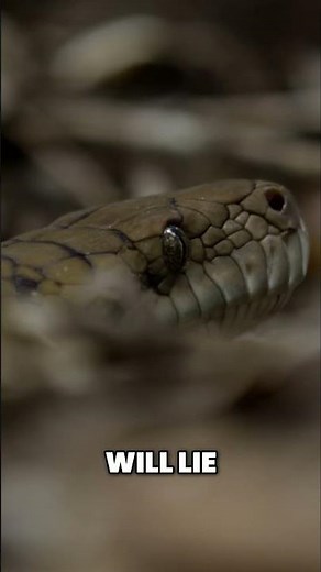 Cassowary vs. Snake: Deadly Dinosaur Bird Defends Territory