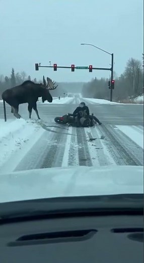 Moose Charge! Motorcyclist Narrowly Escapes Collision with a Charging Moose on a Snowy Road