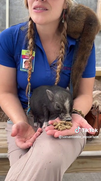 ‘Mini pigs’ are actually Potbellied pigs that can weight over 100lbs as adults! #minipigs #pigs #oink #zoo #zookeeper #potbellypig