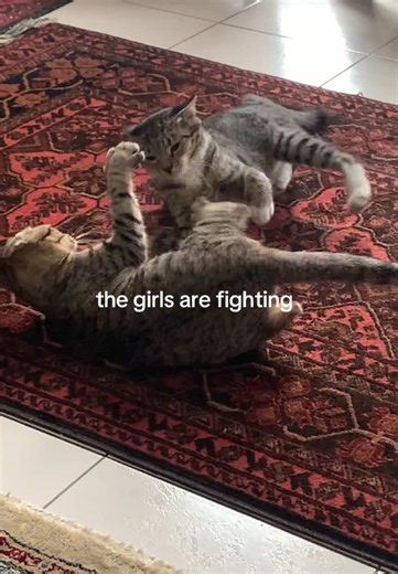 the last look in the end gets me 😭 #catsoftiktok #cats #catfight