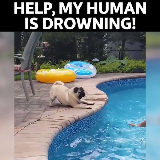 Pug Puppy Tries Frantically To Save His Human From Drowning | Pulptastic