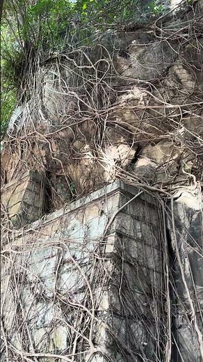 Nature Works as Civil Engineer and Stabilizes Steep Slope #education #engineering