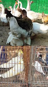 African Geese | Soul Of Birds