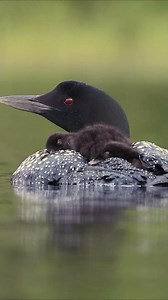 Common loon calls and babies