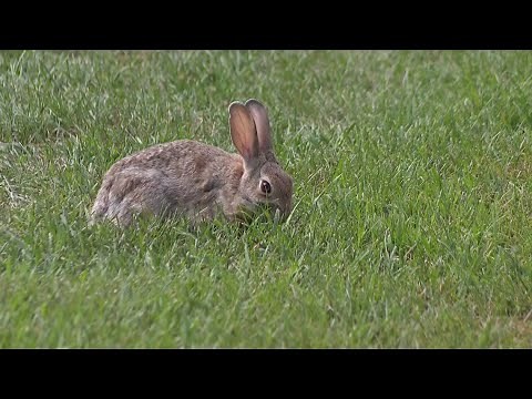 Rabbits with 'tentacles' or 'horns' growing from their heads spotted in Fort Collins