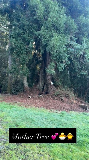 Our mother tree that has been a safe place for our ducks to lay and hatch many generations of babies . Every year our ducks fly the coup and start laying inside this old lightning struck redwood. They lay for about a month and our livestock guardians protect them the whole time . It’s a lovely process to watch. I’ll let ya know when the babies hatch 🐣 | Mist Farm