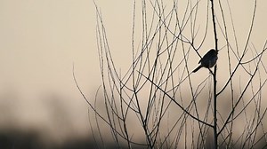 Song birds sing songs, but only a few are named for the songs they sing! Introducing one of Ohio's own, The Song Sparrow! 🎶🐦 | Ohio Channel