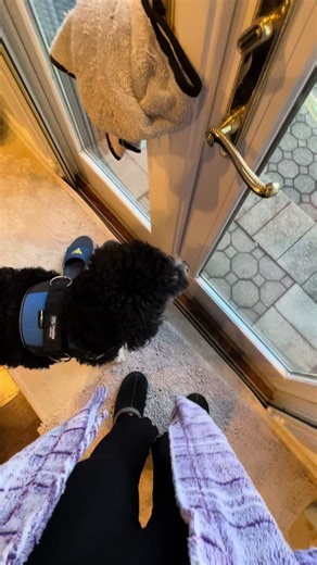 Monday morning potty on #doglead