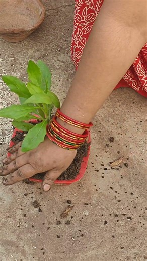 Why you need Strawflowers 🌸