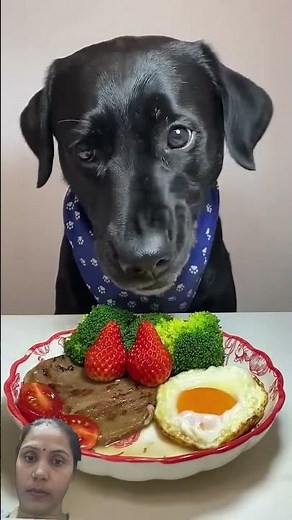 dog 🐕🍲#dogfood #shorts #trending