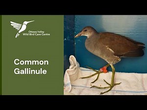 Gallinule release!