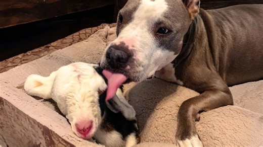 This goat learned everything from her pit bull mom - now she's like her