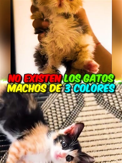 Gatos machos tricolores: ¿son realmente posibles?