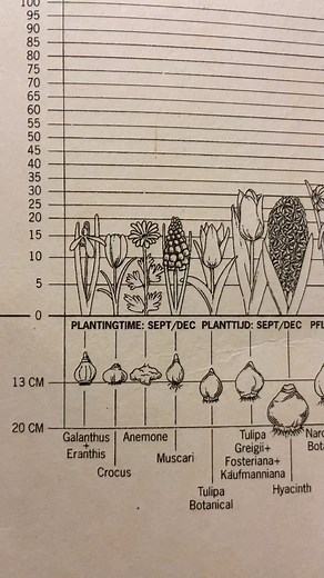 Tom Strowlger on Instagram: "My Spring Bulb Planting Chart 🌼👍 This is what I use to plan my spring bulbs in my pots, beds and borders. I’ll give you a few pointers whilst talking about this chart. It’s a helpful guide as it gives the following info: - Average height of spring bulb plants - Ideal depth to plant bulbs - Months to plant the bulbs A handy bulb planting guide comes with each bulb delivery from Boston Seeds. I’ve got a 10% discount promo code GWTBULBS2023 for you at www.bostonseeds.