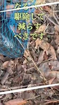 外来種鯉に続いて、海から遡上したかなり大物のボラを捕獲しました。