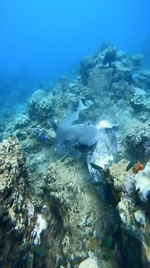 A stunning lemon shark making mincemeat of a bloody big grouper 😮 | Big Blue Diving Koh Tao