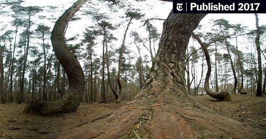 In Poland’s Crooked Forest, a Mystery With No Straight Answer