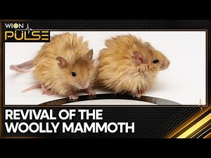 Can You Bring Woolly Mammoth Back? | Revival of Extinct Animals | WION Pulse
