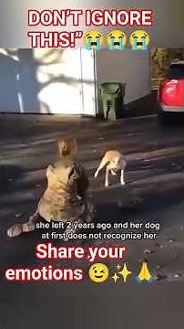 Dogs Crying 😭 | Emotional Moments That Will Make You CryDogsCrying #SadDog #DogEmotions #Emotional