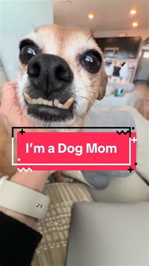 #dogsoftiktok #dog #chihuahua #chihuahuastiktok #dogs