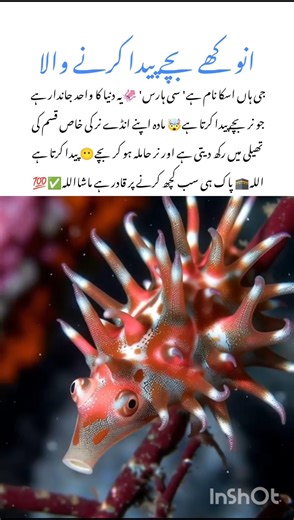 Meet the Seahorse 🐴wildlife nature facts #seahorse #naturefacts #wildlife #nature #shorts