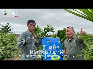 Hily seaweed granular water soluble fertilizer empowers betel nuts: more fruits, better quality!