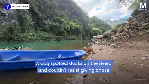 Pup pursuit! Excited dog chases ducks as they calmly swim away