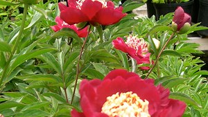 Peonies add dramatic color to the garden