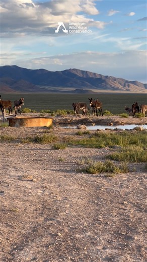 14K views · 547 reactions |  We're back with video proof of Hickison...