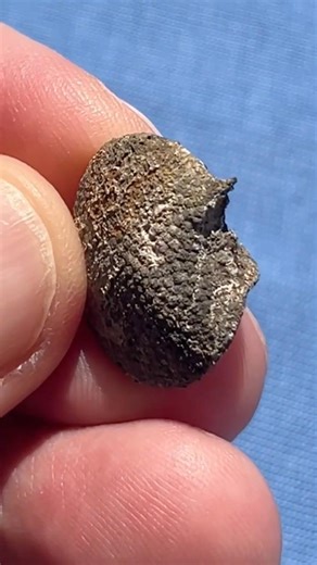 Bullet damaged button found at WWII mass grave site - battlefield forensics