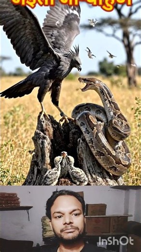 नन्हे बच्चों के लिए मौत से टक्कर! Eagle vs Python Real Fight #shortvideo