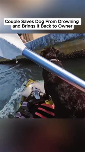 Couple saves dog from drowning and brings it back to owner #kayak #kayakadventure #dogrescue | US Protect