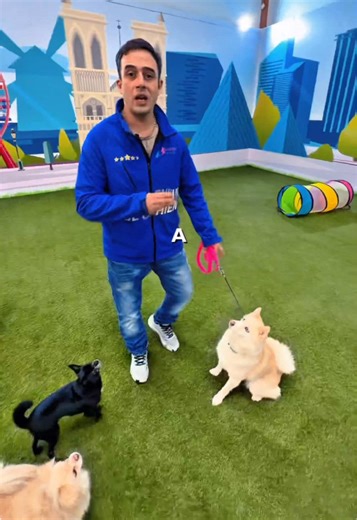 Hôtel 5 étoiles pour chiens en Île-de-France