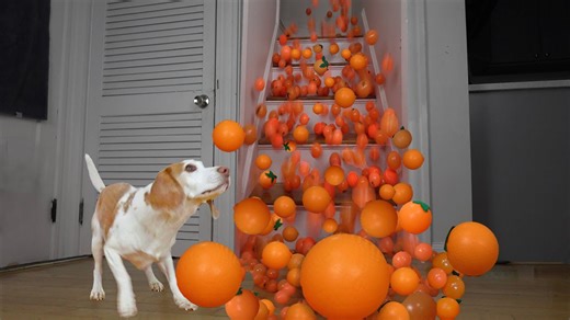 Funny beagle dog discovers giant juicy orange surprise