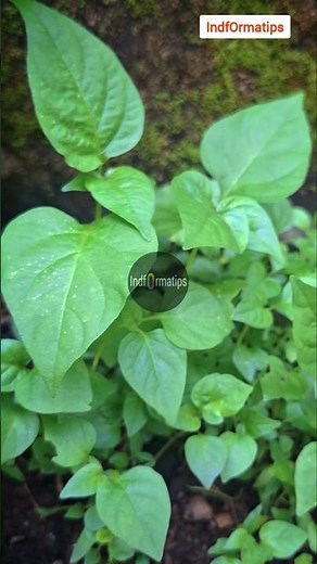 BIBIT CABE ORI 212 #bibitcabe #caberawitori212 #cabeori212 #semaicabe #tanamcaberawit #berkebun