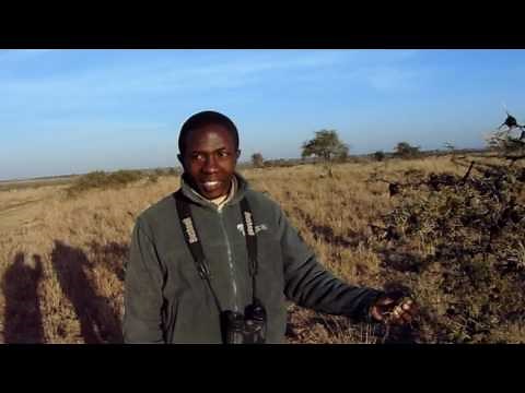 The 'Whistling Thorn Tree'