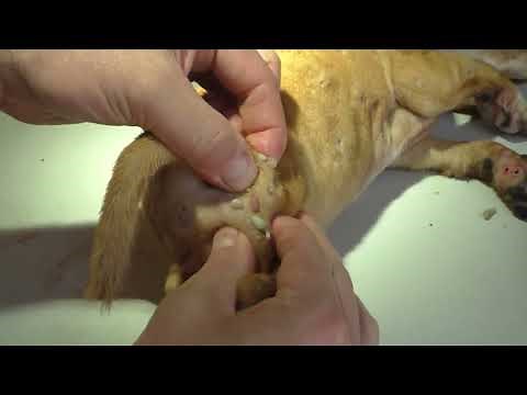 The average Mangoworm puppy, Parasites