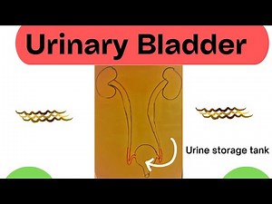 Urinary bladder // Anatomy, features, sphincters and functions of the urinary bladder