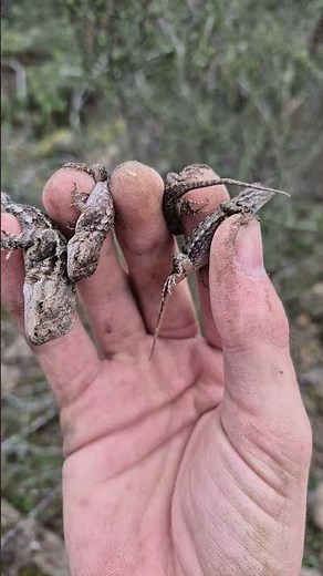 Western Fence lizard, Sceloporus occidentalis.