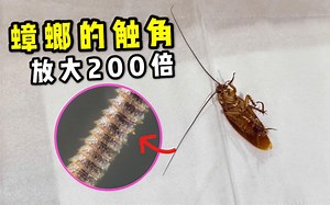 蟑螂触角为什么这么长？放大200倍像一个精密仪器！