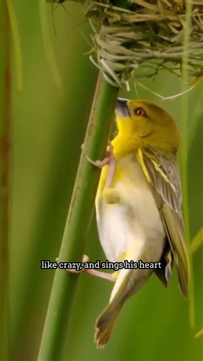 🐦 Dating is HARD: The Bird that Builds DOZENS of Homes!