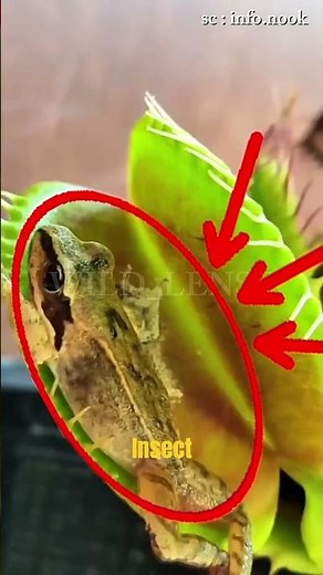 This Plant Eats Frogs!? 🐸 Shocking Facts About the Venus Flytrap! #shorts